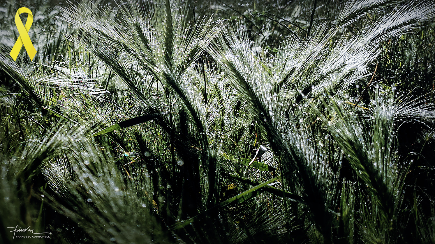 ORDI MOLL A CONTRALLUM B