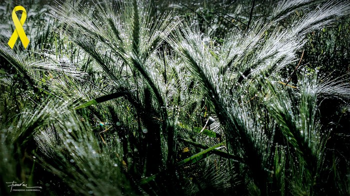 ORDI MOLL A CONTRALLUM B